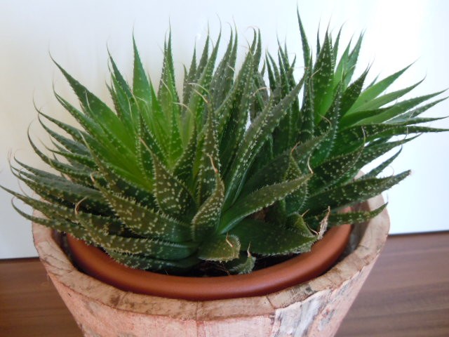sukulenti